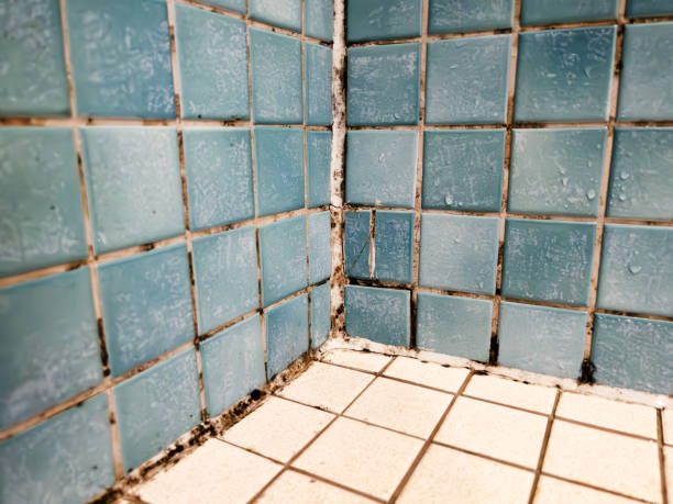 Best Asbestos and Lead Testing During Mold Inspection  in Bonifay, FL