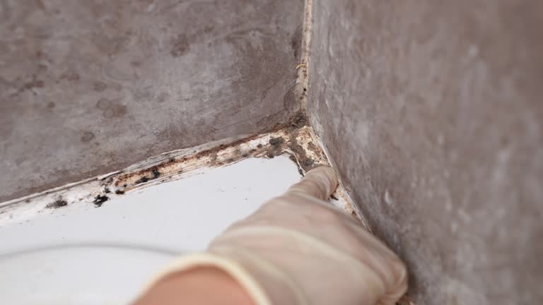 Best Mold Documentation for Insurance Claims  in Bonifay, FL